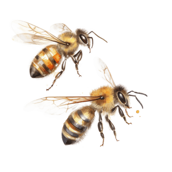 Honey bee isolated. Illustration png
