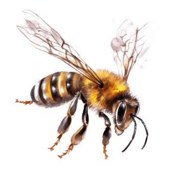 Honey bee isolated. Illustration png