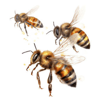 Honey bee isolated. Illustration png