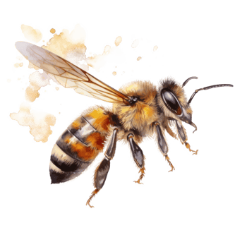 Honey bee isolated. Illustration png