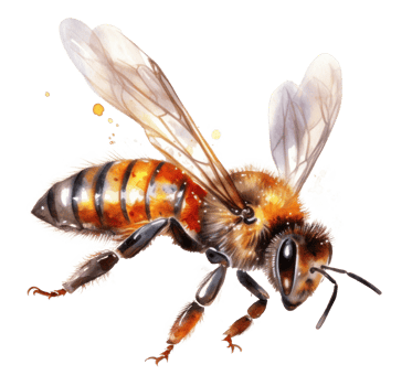 Honey bee isolated. Illustration png