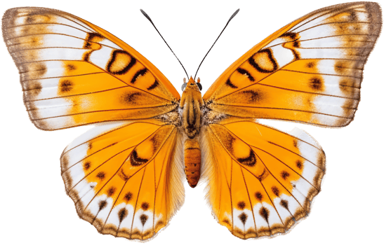 Butterfly with . png
