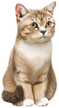 Cat with . png