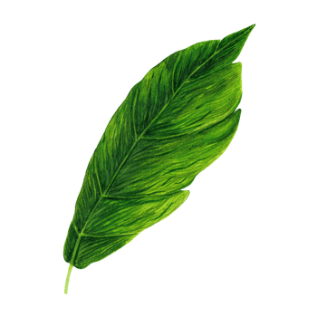 Leaf of cocoa or coffee tree watercolor illustration. Bright green element with veins, petiole. Exotic tropical plant.  Hand drawn illustration isolated on transparent background. Nature clipart png