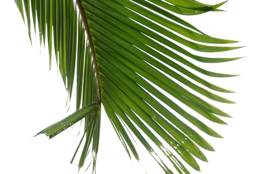 palm leaf isolated png