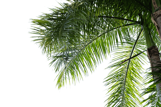 leaves palm cut out background png