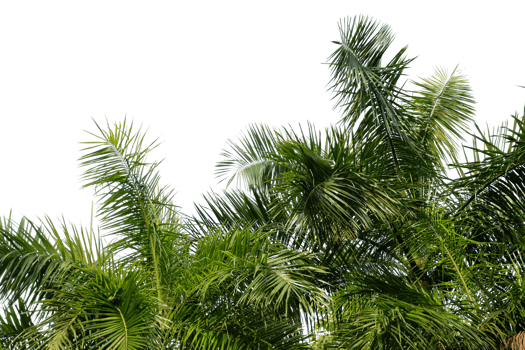 leaves palm cut out background png