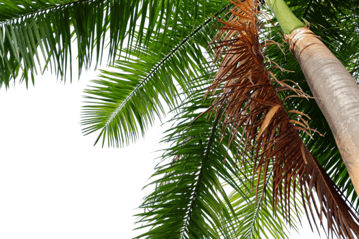 leaves palm cut out background png