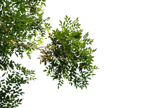 branch of a tree isolated png