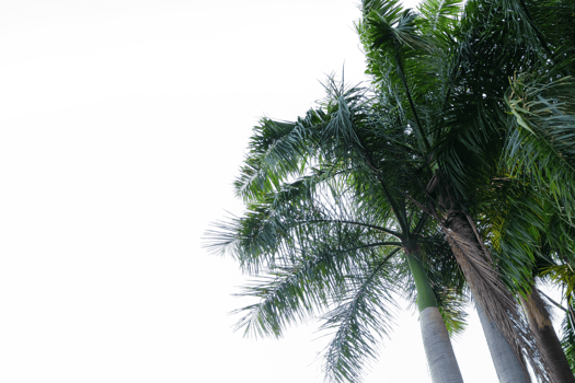 leaves palm cut out background png