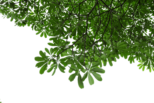 tree branch with green leaves isolated png