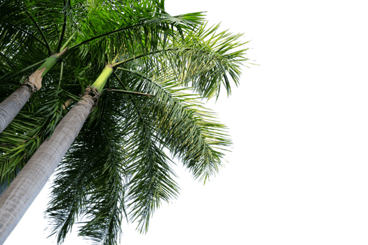 leaves isolated cut out background png