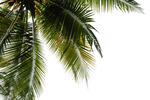 leaves palm cut out background png