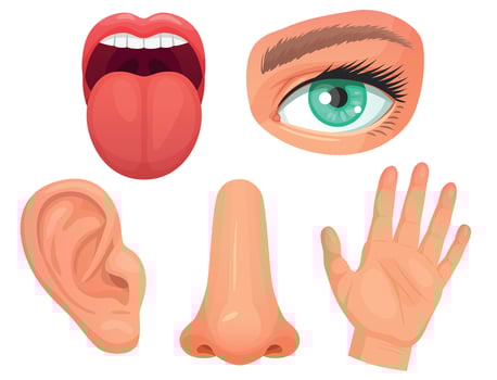 Cartoon sensory organs. Senses organs, eyes vision, nose smell, tongue taste buds, skin touch and hearing ears vector illustration set