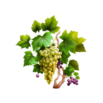 Bunch of grapes on transparent background free png
