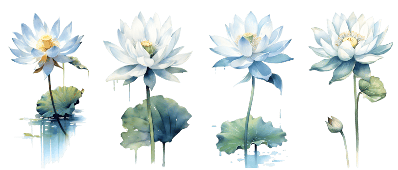 Watercolor painting in botanical style of White lotus flowers clip art, png