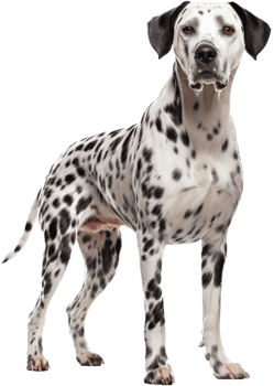 Dalmatian with . png