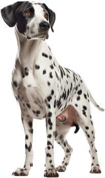 Dalmatian with . png