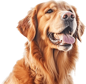 Golden Retriever with . png