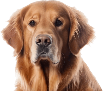 Golden Retriever with . png