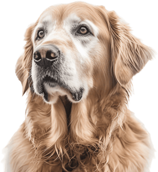 Golden Retriever with . png