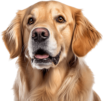 Golden Retriever with . png