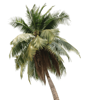coconut palm tree on transparent background png file