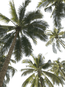 tropical palm tree in garden on transparent background png file