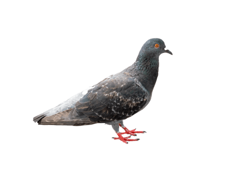 Single wild pigeon standing isolated with clipping path in png file format.