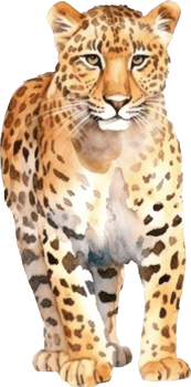 Leopard Watercolor Illustration. png