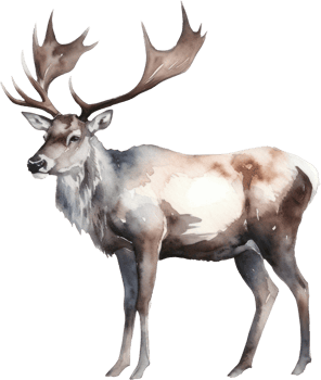 Caribou Deer Watercolor Illustration. png