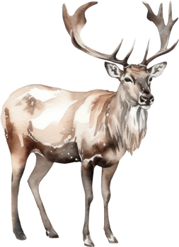 Caribou Deer Watercolor Illustration. png