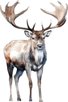 Caribou Deer Watercolor Illustration. png