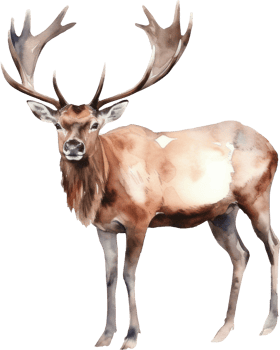 Caribou Deer Watercolor Illustration. png