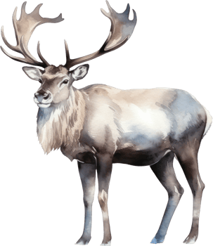 Caribou Deer Watercolor Illustration. png