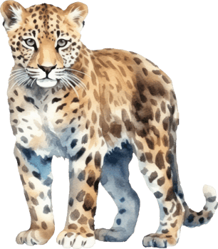 Leopard Watercolor Illustration. png