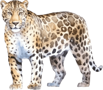 Leopard Watercolor Illustration. png