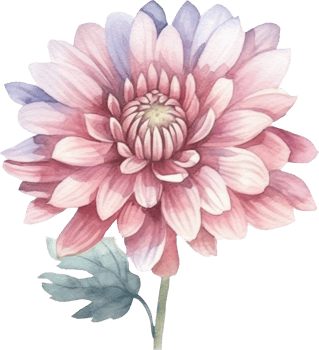 Pink Flower Chrysanthemum Watercolor. png