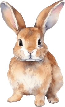 Rabbit Watercolor Illustration. png
