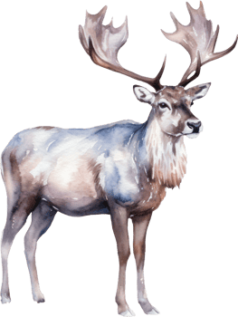 Caribou Deer Watercolor Illustration. png