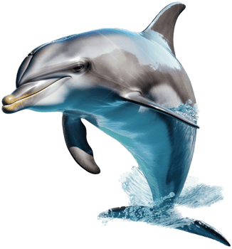 Dolphin with . png