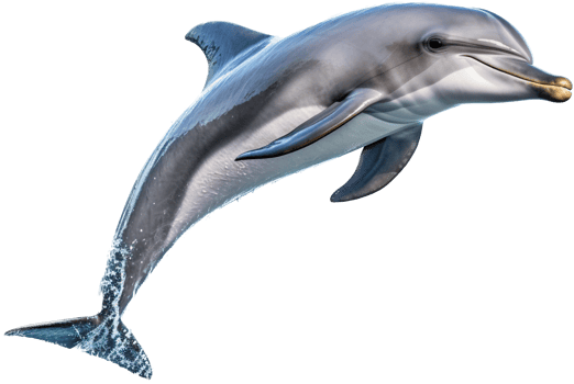 Dolphin with . png