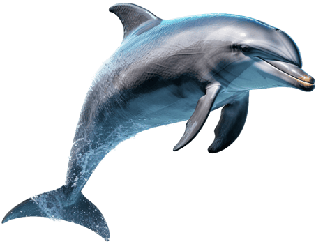 Dolphin with . png