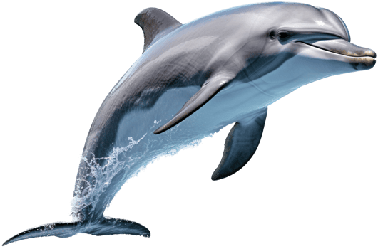 Dolphin with . png