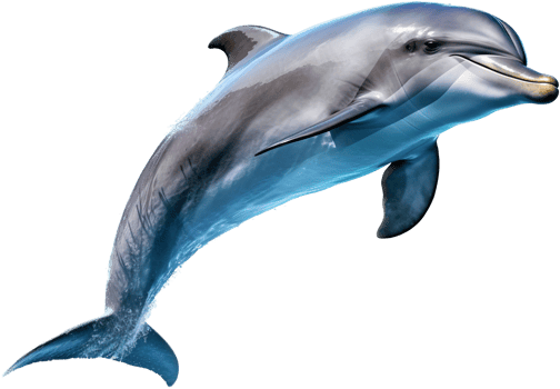 Dolphin with . png