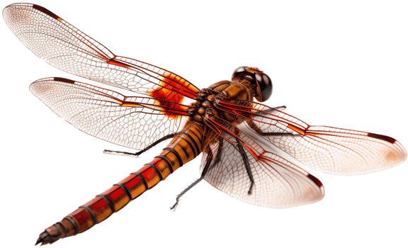 Dragonfly with . png