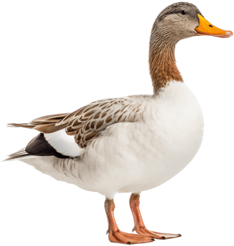 Duck with . png