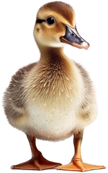 Duck with . png