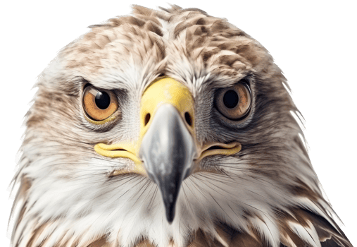 Eagle with . png