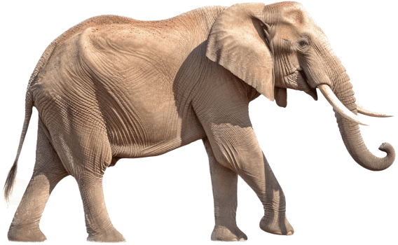 Elephant with . png